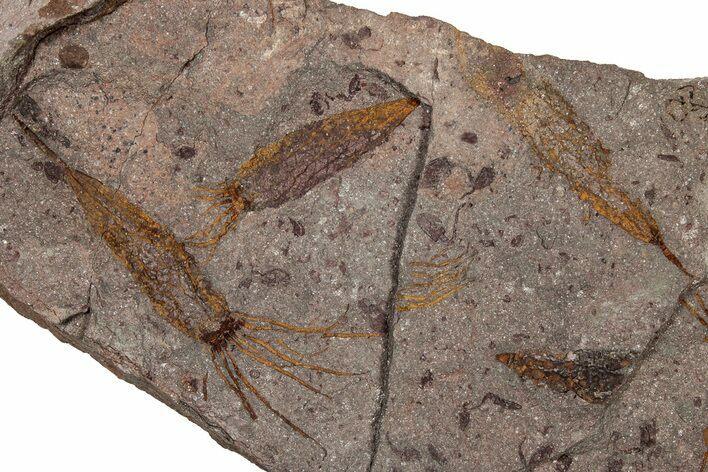 Eocrinoid (Ascocystites) Mortality Plate - Ordovician #305170